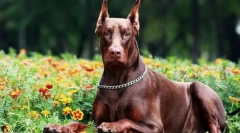 Doberman: psi ďábel (10 fotografií)